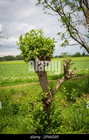 Basket willow (Salix viminalis), Loising municipal Wolfpassing, Mostviertel, Austria Stock Photo
