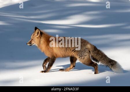 Red wild fox walking across a snowy landscape in winter time on a sunny day with shadows. Seen in natural, wilderness environment. Stock Photo