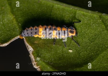 Spotless Lady Beetle Larvae of the species Cycloneda sanguinea in a hibiscus leaf Stock Photo