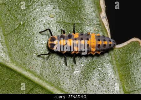 Spotless Lady Beetle Larvae of the species Cycloneda sanguinea in a hibiscus leaf Stock Photo