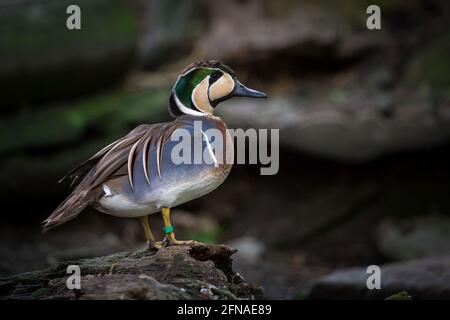 Baikal teal duck (Anas formosa) Stock Photo