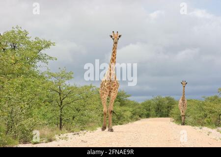 Landscape portrait of two wild Angolan Giraffe (Giraffa camelopardalis angolensis) walking in distance towards camera Etosha National Park, Namibia.