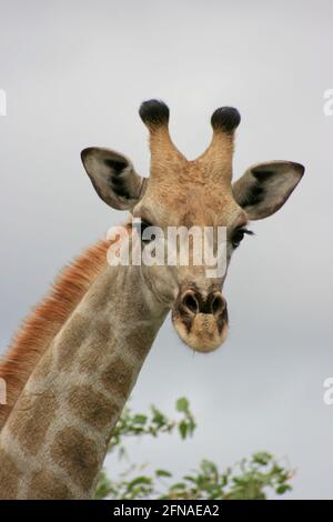 Landscape portrait of wild Angolan Giraffe (Giraffa camelopardalis angolensis) head and neck up close Etosha National Park, Namibia.