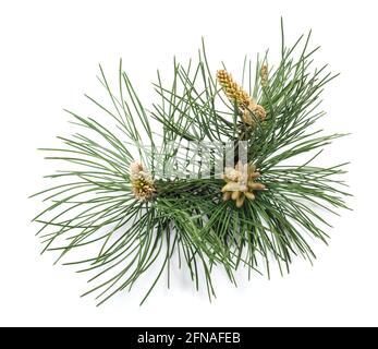 Black pine branch isolated on white background Stock Photo