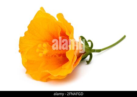 Hibiscus flower  isolated on white background Stock Photo