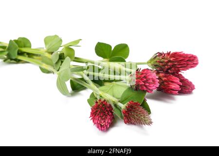 Crimson clover flowers isolated on white background Stock Photo