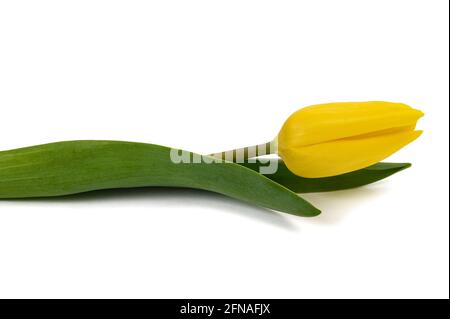 Yellow tulip flower isolated on white background Stock Photo