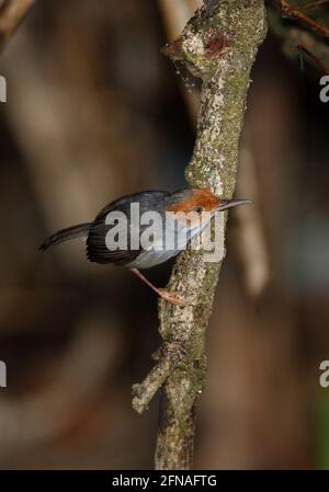 Ashy Tailorbird (Orthotomus ruficeps borneoensis) adult male perched on dead branch (endemic subspecies) Sabah, Borneo          January Stock Photo