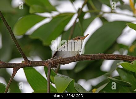 Ashy Tailorbird (Orthotomus ruficeps borneoensis) female perched in canopy (endemic subspecies) Sabah, Borneo          January Stock Photo