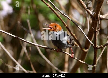 Ashy Tailorbird (Orthotomus ruficeps borneoensis) adult male perched in bush singing (endemic subspecies) Sabah, Borneo          January Stock Photo