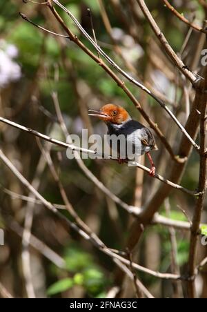 Ashy Tailorbird (Orthotomus ruficeps borneoensis) adult male perched in bush singing (endemic subspecies) Sabah, Borneo          January Stock Photo
