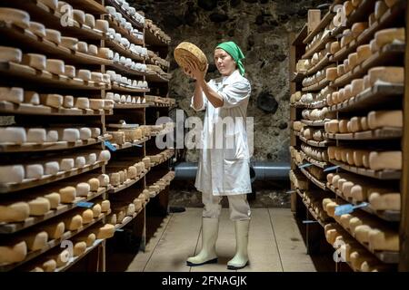 Elena at work, controlling the ripening process. Cheese shop, factory, Formatgeria Mas d´Eroles, artisan cheese making, Adrall village, Lleida, Spain Stock Photo