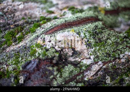 Moss on the tree. Lichen on birch bark. Wood texture. Plants are an indicator of oxygen purity. Moss is a natural environmental analyzer. Stock Photo
