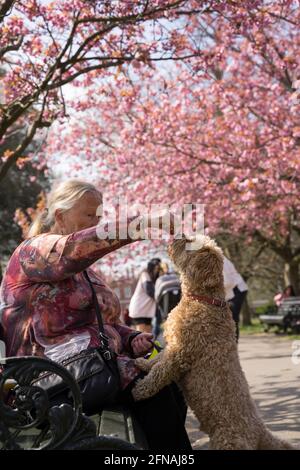 surrounded by Cherry blossoms, woman sit on park bench feeding her puppies dog with a treat in royal  park, London UK Stock Photo