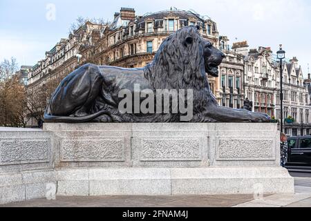One of the four lion statues at Trafalgar Square guarding Nelson's Column at Trafalgar Square, Central London, England, UK. Stock Photo