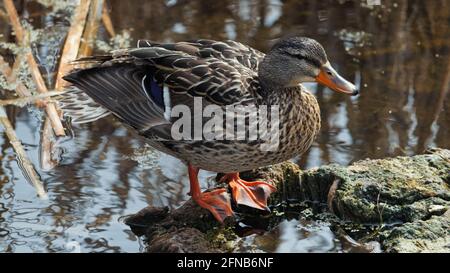 A female mallard duck hanging out on a stump that's sticking out of the water at Lois Hole Centennial Provincial Park in St. Albert, Alberta. Stock Photo