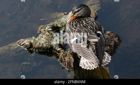 A female mallard duck hanging out on a log that's sticking out of the water at Lois Hole Centennial Provincial Park in St. Albert, Alberta. Stock Photo