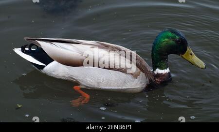 A male mallard shows off his bright green feathers on the water at the wetlands at Lois Hole Centennial Provincial Park in St. Albert, Alberta. Stock Photo