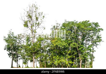 Treeline Cut Out Stock Images & Pictures - Alamy