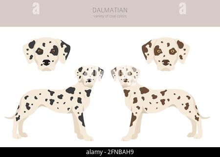 Dalmatian dogs clipart. Different poses, coat colors set. Vector ...