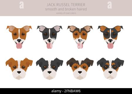 Jack Russel terrier in different poses and coat colors. Adult dogs and ...