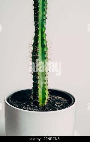 Beautiful healthy pole cactus in a white pot in an apartment - decoration Stock Photo