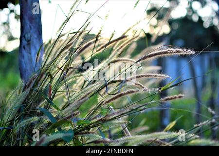 Tall wild grass roadside growing in in a vacant lot against the setting sun in the background Stock Photo