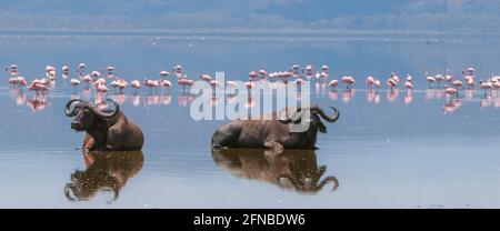 Two Cape Buffalos lying down in the water in front of Lesser Flamingos - The body of the buffalos is reflected in the water - Kenya, Lake Nakuru Stock Photo