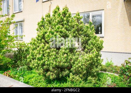 Mountain pine (Pinus mugo) with many candle formations in a garden Stock Photo