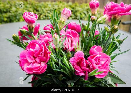 Detailed image of the bright pink flowers of Carnation or Dianthus Stock Photo