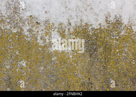 A flat grey concrete surface texture with light green and yellow spots of lichen Stock Photo