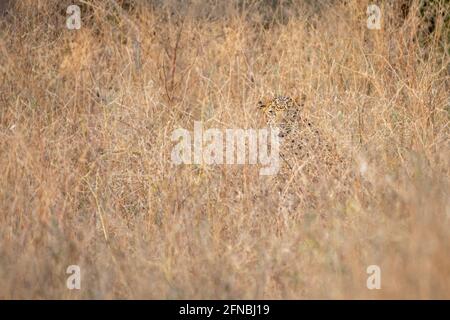 Indian leopard or panther camouflage in grass at ranthambore national park india Stock Photo