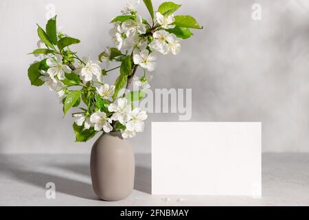 Blank paper greeting card and blossoming cherry tree branches Stock Photo