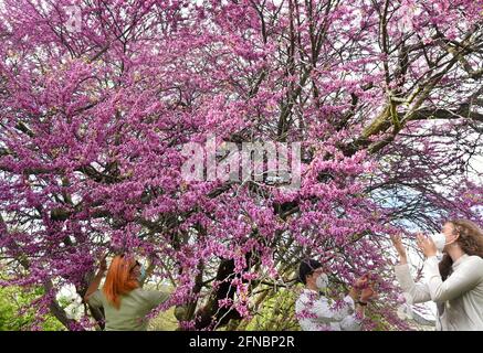 15 May 2021, Saxony, Leipzig: Visitors stand by a Judas tree in full bloom at temperatures around 15 degrees in the outdoor area at the Botanical Garden. The gardens have reopened to visitors after a six-month closure. For the next few days, the meteorologists have announced more mixed weather. Photo: Waltraud Grubitzsch/dpa-Zentralbild Stock Photo