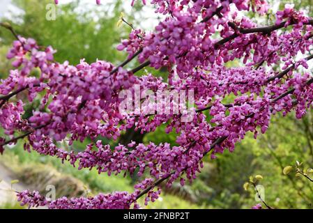 15 May 2021, Saxony, Leipzig: At temperatures around 15 degrees, a Judas tree with its reddish-purple flowers stands in the open-air area in the Botanical Garden. The gardens have reopened to visitors after a six-month closure. For the next few days, the meteorologists have announced more mixed weather. Photo: Waltraud Grubitzsch/dpa-Zentralbild Stock Photo