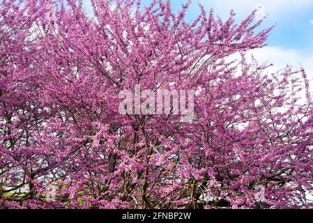 15 May 2021, Saxony, Leipzig: At temperatures around 15 degrees, a Judas tree with its reddish-purple flowers stands in the open-air area in the Botanical Garden. The gardens have reopened to visitors after a six-month closure. For the next few days, the meteorologists have announced more mixed weather. Photo: Waltraud Grubitzsch/dpa-Zentralbild Stock Photo