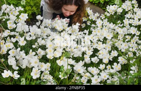 15 May 2021, Saxony, Leipzig: A young woman smells blooming anemones at temperatures around 15 degrees in the open-air area in the Botanical Garden. The perennial species of the genus Anemone are also called anemones and bloom at different times of the year. The gardens have reopened to visitors after a six-month closure. For the next few days, the meteorologists have announced more mixed weather. Photo: Waltraud Grubitzsch/dpa-Zentralbild Stock Photo