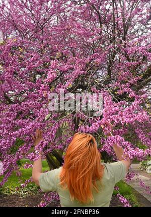 15 May 2021, Saxony, Leipzig: A woman stands by a Judas tree in full bloom at temperatures around 15 degrees in the outdoor area at the Botanical Garden. The gardens have reopened to visitors after a six-month closure. For the next few days, the meteorologists have announced more mixed weather. Photo: Waltraud Grubitzsch/dpa-Zentralbild Stock Photo