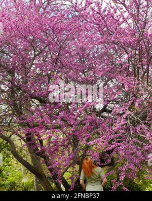 15 May 2021, Saxony, Leipzig: A woman stands by a Judas tree in full bloom at temperatures around 15 degrees in the outdoor area at the Botanical Garden. The gardens have reopened to visitors after a six-month closure. For the next few days, the meteorologists have announced more mixed weather. Photo: Waltraud Grubitzsch/dpa-Zentralbild Stock Photo