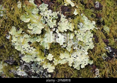 Lichen Growing On A Tree Trunk At Coedydd Aber National Nature Reserve, Gwynedd, Wales Stock Photo