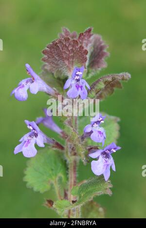 Ground-Ivy (Glechoma hederacea) Stock Photo