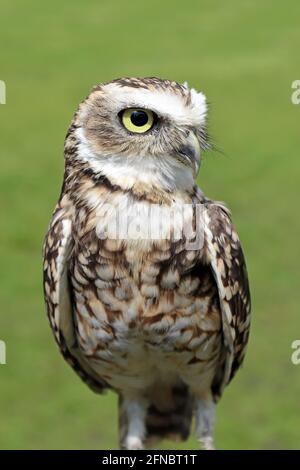 Burrowing Owl (Athene cunicularia) Stock Photo
