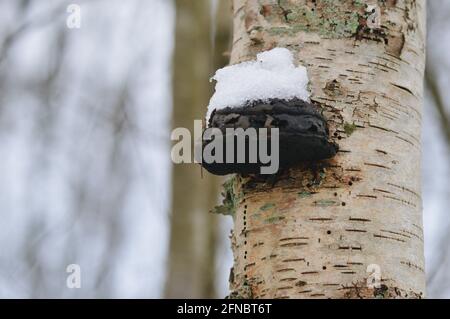 A mushroom growing on a tree and being covered in snow during winter season Stock Photo