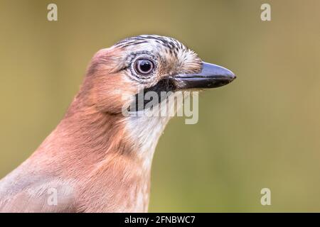 Headshot of Curious Eurasian Jay (Garrulus glandarius) on a lichen and mossy stump in the forest with bright bacground, Netherlands Stock Photo