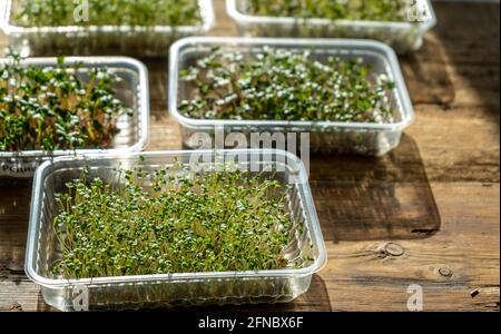 Growing microgreen in plastic trays. Germinating seeds for vegan eco food. Set of different plants. House garden on the windowsill. Organic friendly c Stock Photo