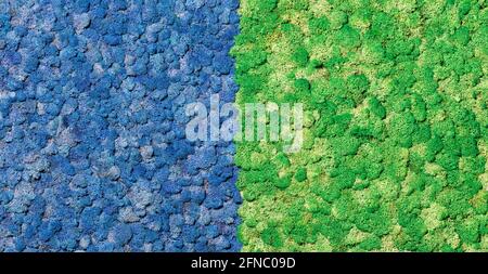 Stabilized Scandinavian dry moss in a blue and green wall panel as a vibrant piece of nature in the interior. Stock Photo