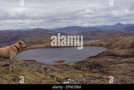 Yellow labrador retriever looking across Lochan Meoigeach, Beinn Pharlagain, towards Schiehallion, Scottish Highlands, United Kingdom Stock Photo
