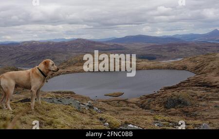 Yellow labrador retriever looking across Lochan Meoigeach, Beinn Pharlagain, towards Schiehallion, Scottish Highlands, United Kingdom Stock Photo
