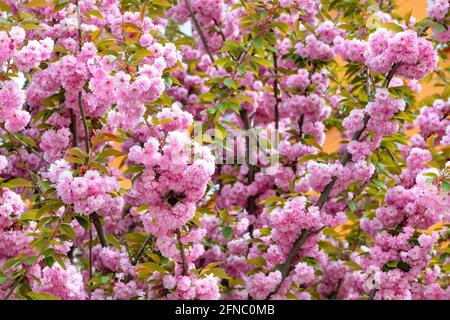 Blooming pink Japanese sakura with large and lush flowers. Selective focus, texture and background. Stock Photo