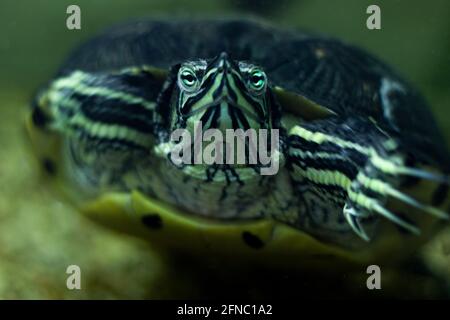 Close up of eyes of a swimming turtle; close up of turtle in water; turtles eyes Stock Photo